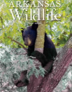 Arkansas-Wildlife March 01, 2021 Issue Cover