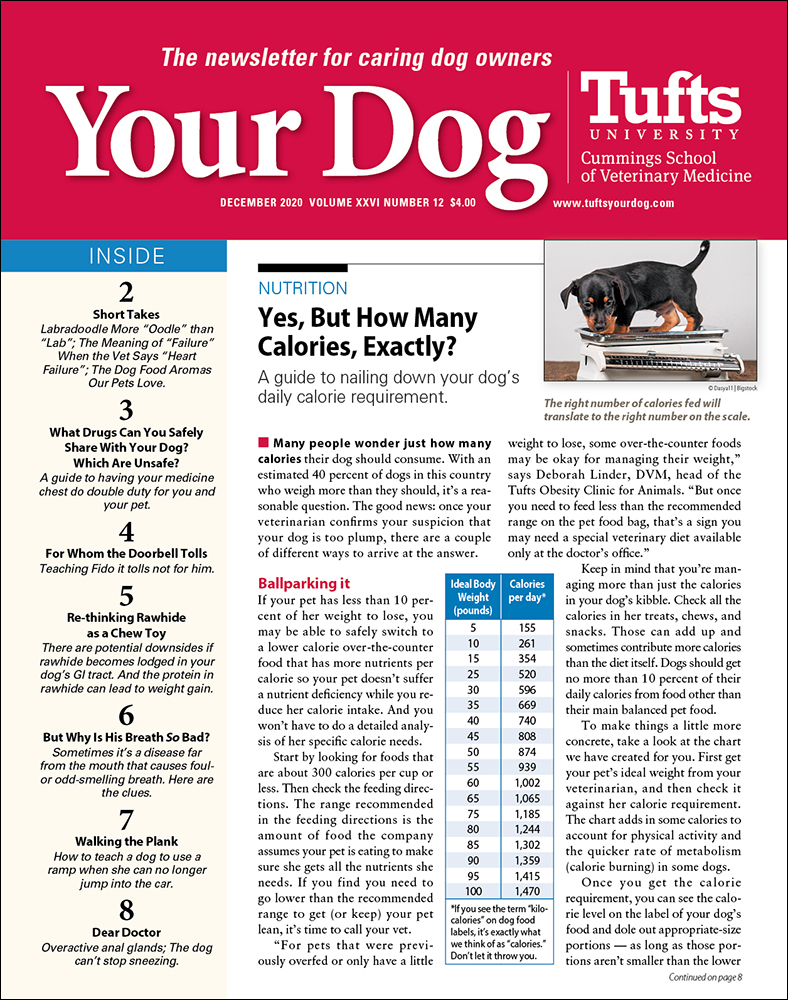 Your-Dog December 01, 2020 Issue Cover
