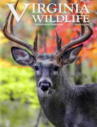 Virginia Wildlife November 01, 2025 Issue Cover