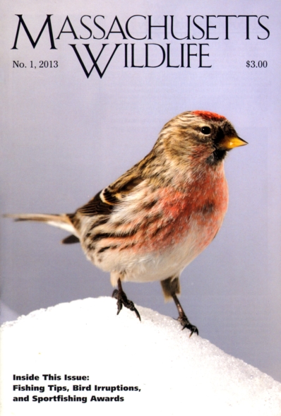 Massachusetts Wildlife July 01, 2013 Issue Cover