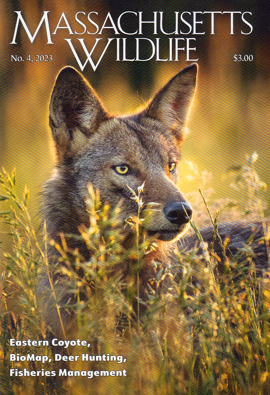 Massachusetts-Wildlife December 01, 2023 Issue Cover