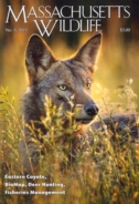 Massachusetts-Wildlife December 01, 2023 Issue Cover