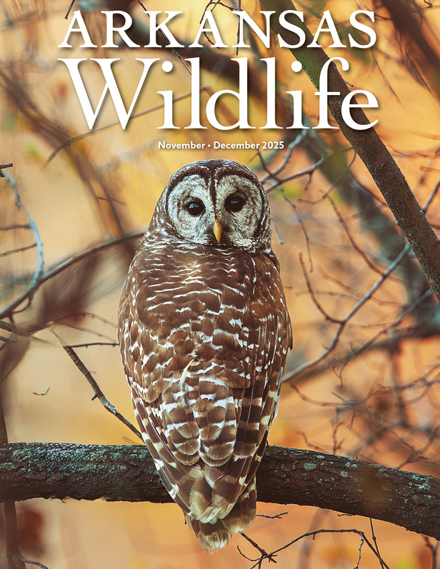 Arkansas-Wildlife November 01, 2025 Issue Cover