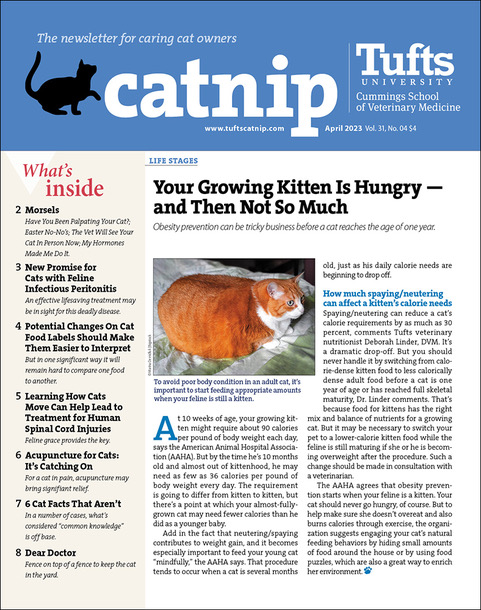 Subscribe to Catnip Newsletter for the Latest Cat News