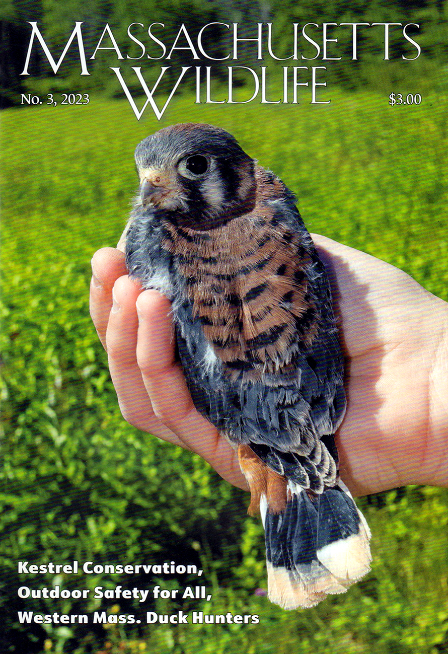 Massachusetts-Wildlife September 01, 2023 Issue Cover