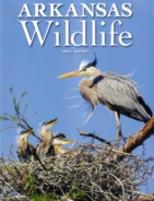 Arkansas-Wildlife May 01, 2017 Issue Cover