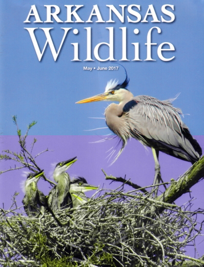 Arkansas Wildlife May 01, 2017 Issue Cover