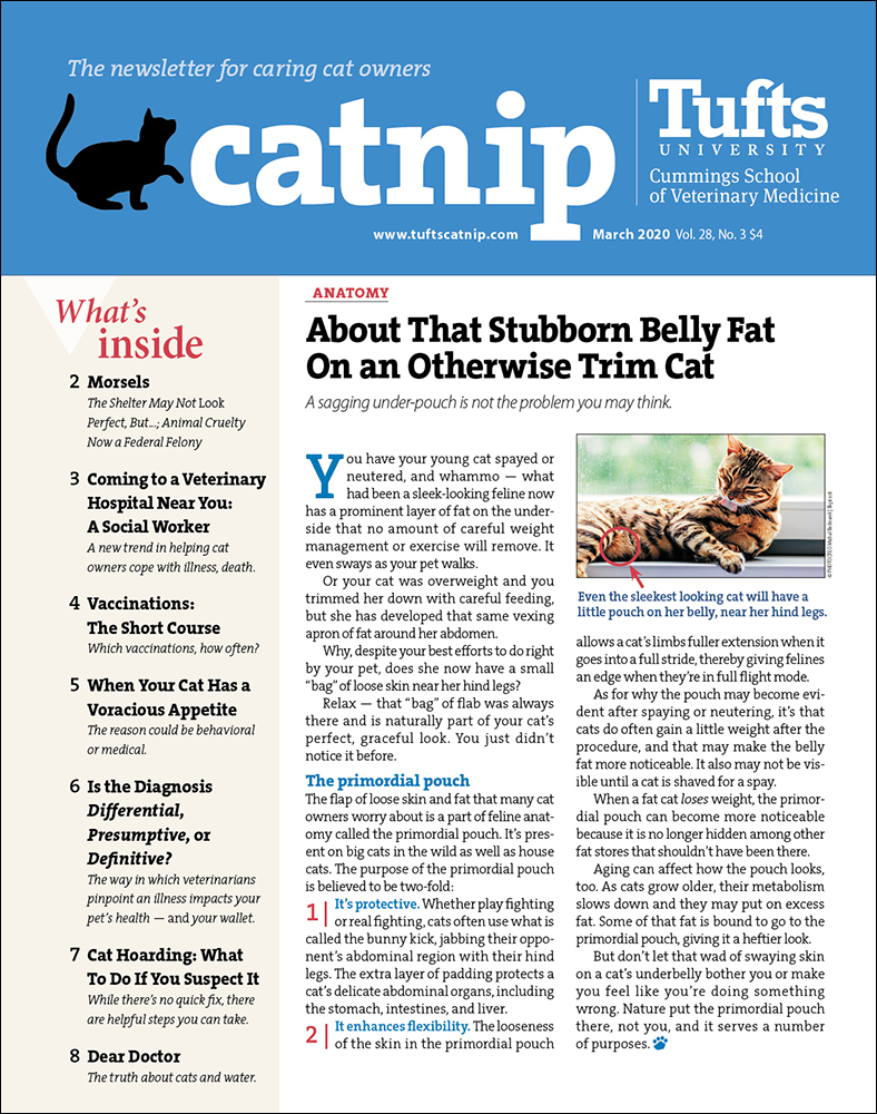 Catnip March 01, 2020 Issue Cover