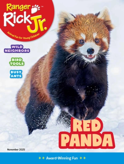 Ranger Rick Jr. November 01, 2025 Issue Cover