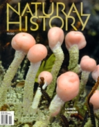 Natural-History November 01, 2020 Issue Cover