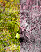 Wyoming-Wildlife August 01, 2012 Issue Cover