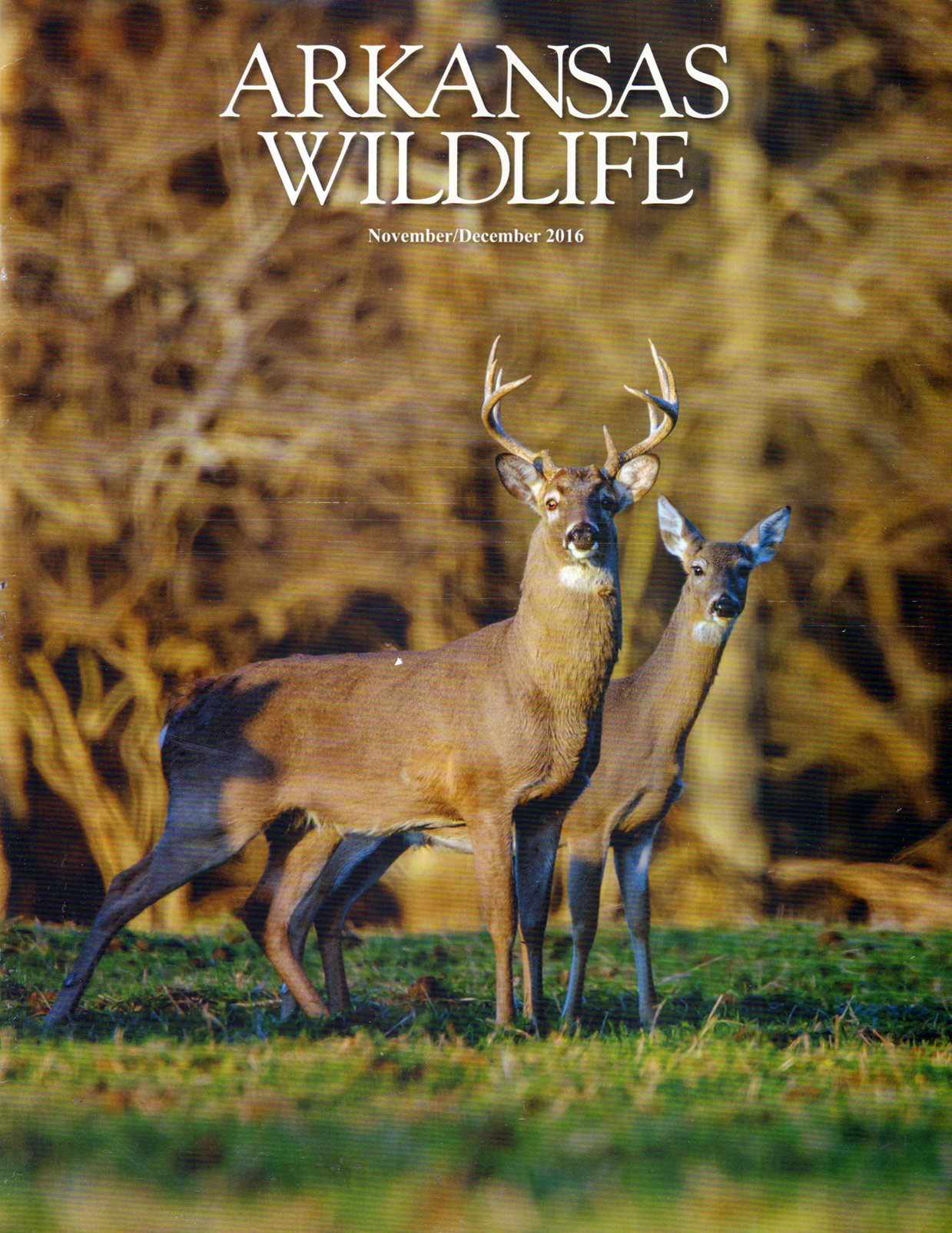 Arkansas-Wildlife November 01, 2016 Issue Cover