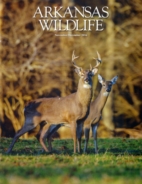 Arkansas-Wildlife November 01, 2016 Issue Cover