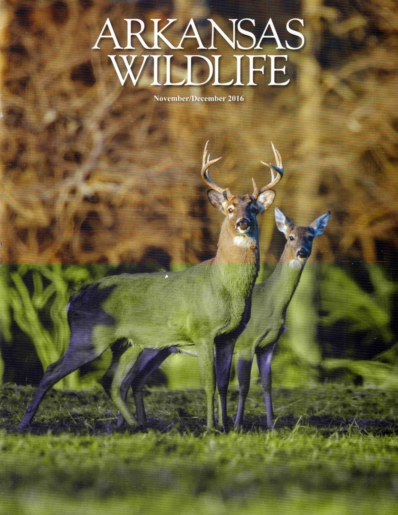 Arkansas Wildlife November 01, 2016 Issue Cover