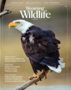Wyoming-Wildlife June 01, 2017 Issue Cover