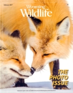 Wyoming-Wildlife February 01, 2017 Issue Cover