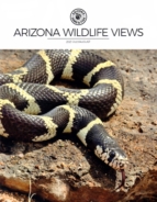 Arizona-Wildlife-Views July 01, 2021 Issue Cover