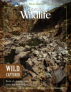 Wyoming-Wildlife July 01, 2014 Issue Cover