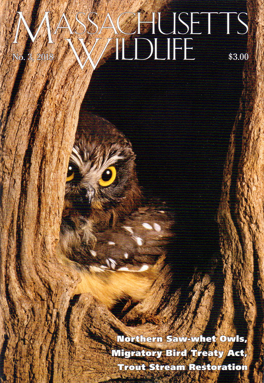 Massachusetts-Wildlife September 01, 2018 Issue Cover