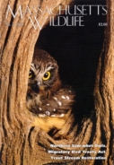Massachusetts-Wildlife September 01, 2018 Issue Cover