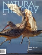Natural History September 01, 2024 Issue Cover