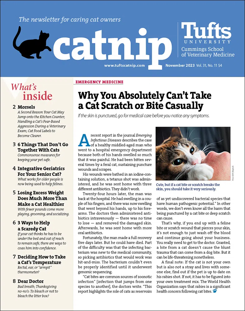 Catnip November 01, 2023 Issue Cover