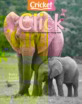 Click May 01, 2024 Issue Cover