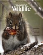 Wyoming-Wildlife March 01, 2015 Issue Cover