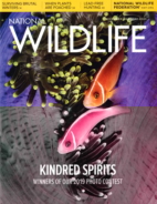 National-Wildlife December 01, 2019 Issue Cover