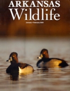 Arkansas-Wildlife January 01, 2020 Issue Cover