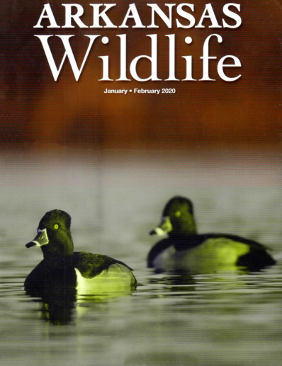 Arkansas Wildlife January 01, 2020 Issue Cover