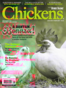 Chickens January 01, 2026 Issue Cover