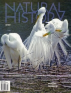 Natural-History March 01, 2020 Issue Cover
