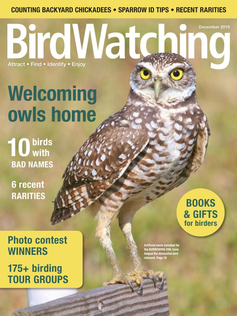Bird-Watching November 01, 2019 Issue Cover