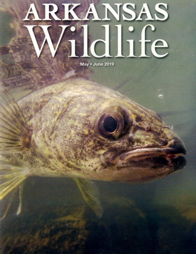 Arkansas Wildlife May 01, 2019 Issue Cover