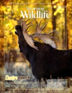 Wyoming-Wildlife April 01, 2014 Issue Cover