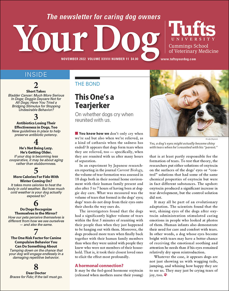 Your-Dog November 01, 2022 Issue Cover