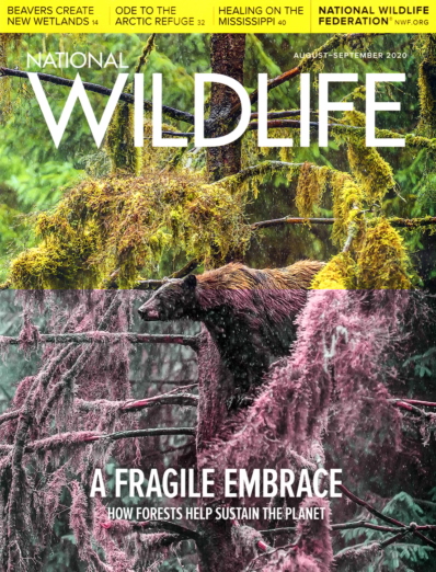 National Wildlife August 01, 2020 Issue Cover