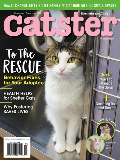Catster November 01, 2019 Issue Cover