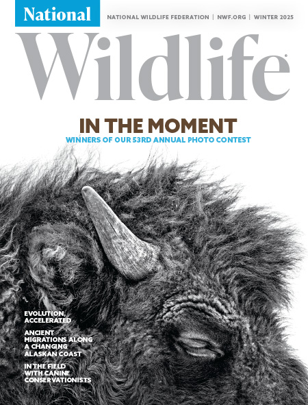 National-Wildlife December 01, 2024 Issue Cover