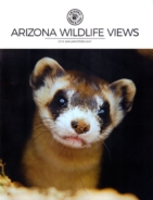 Arizona-Wildlife-Views January 01, 2019 Issue Cover