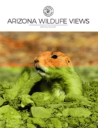 Arizona-Wildlife-Views July 01, 2019 Issue Cover