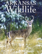 Arkansas Wildlife January 01, 2026 Issue Cover