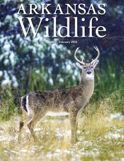 Arkansas Wildlife January 01, 2026 Issue Cover