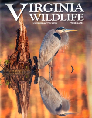 Virginia Wildlife Magazine Subscription