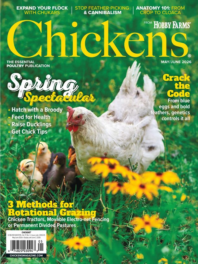 Chickens May 01, 2026 Issue Cover