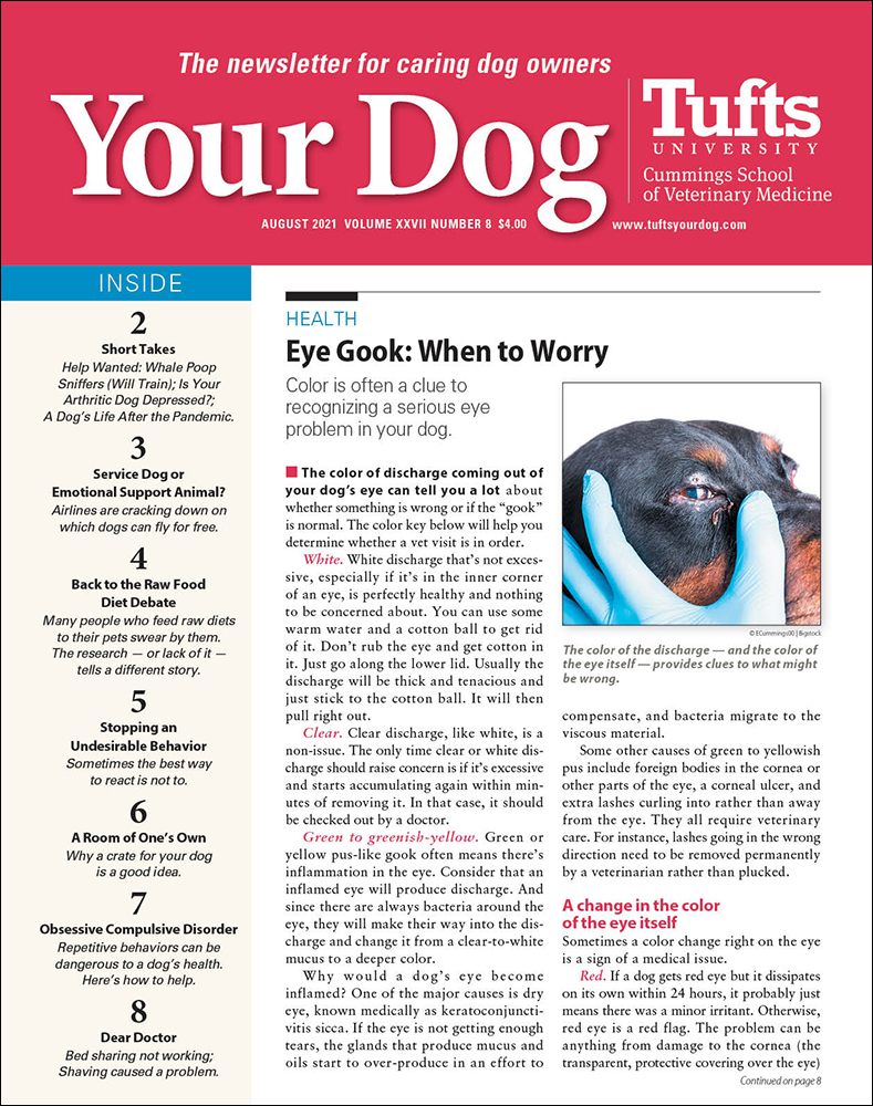 Your-Dog August 01, 2021 Issue Cover