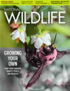 National-Wildlife April 01, 2021 Issue Cover