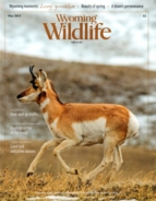 Wyoming-Wildlife May 01, 2015 Issue Cover