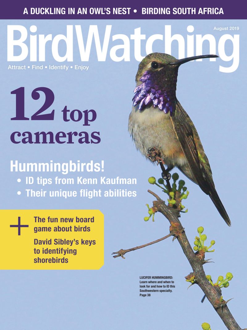 Bird-Watching July 01, 2019 Issue Cover